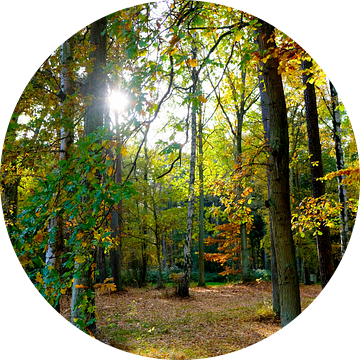 In het herfstbos van Ostsee Bilder