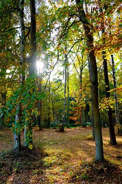 In het herfstbos van Ostsee Bilder