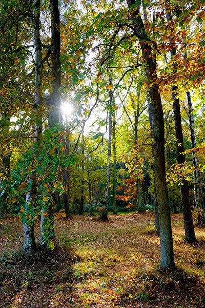 In autumn forest by Ostsee Bilder