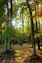 In autumn forest by Ostsee Bilder thumbnail