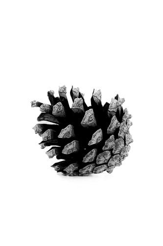 Pine cone basic black and white | Autumn and Christmas neutrals