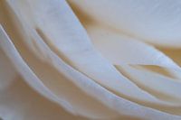 White anemone