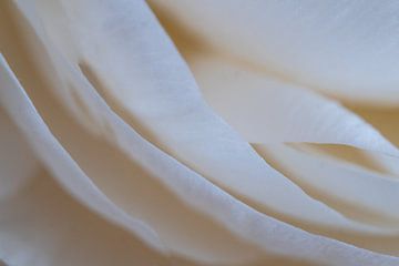 White anemone by Hans Heemsbergen