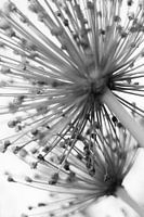 Oignon d'ornement, Allium