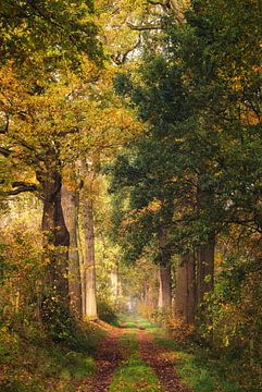 Herbst-Passage von Loris Photography