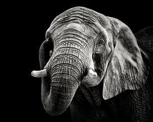 éléphant d'Afrique, Christian Meermann sur 1x