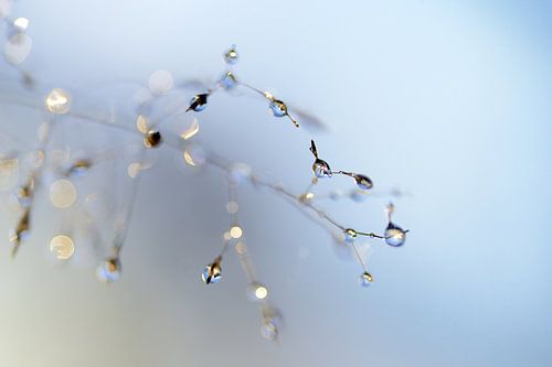 Gras met dauwdruppels tegen een blauwe lucht