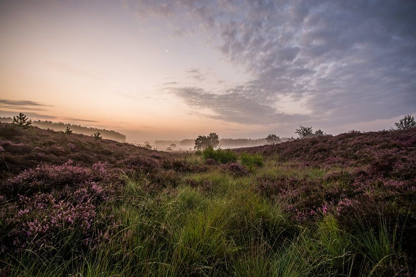 beautiful heather by Bart Liesenborgs