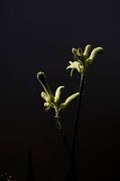 Gelbe Blume mit dunkelem Hintergrund