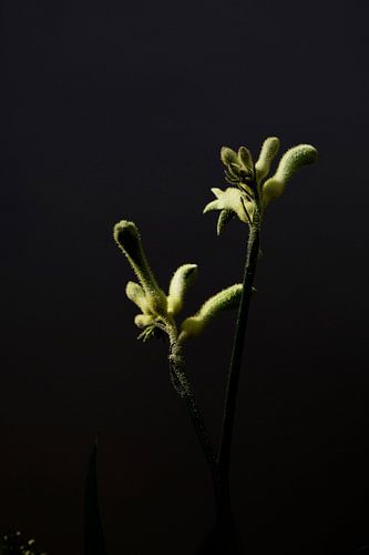Yellow flower with dark background