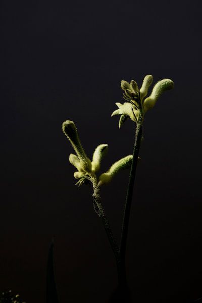 Gele bloem met donkere achtergrond van Ingrid Meuleman