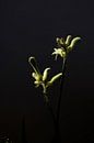 Gele bloem met donkere achtergrond van Ingrid Meuleman thumbnail