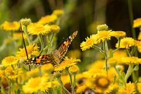 Eating butterfly on summer flowers