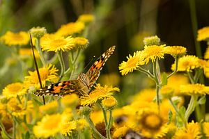 Etende vlinder op zomerbloemen van Arthur Scheltes