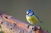 Blaumeise (Cyanistes caeruleus) von Dirk Rüter Miniaturansicht