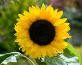sunflower von ChrisWillemsen Miniaturansicht