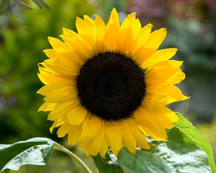 sunflower by ChrisWillemsen