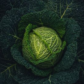 Green cabbage fresh from the land by Daisy de Fretes