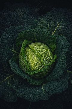 Green cabbage fresh from the land