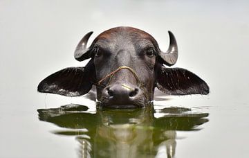 Coole afkoelende waterbuffel in de Ken rivier in India van Koen Hoekemeijer