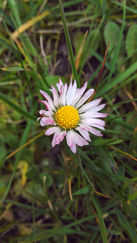 bloem