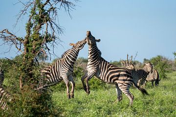 Twee spelende zebra's van Jack Koning