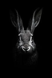 Hase von Poster Art Shop