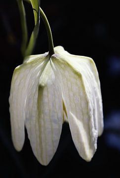 Makro-Foto von einem Scheckenfalter von Studio Mirabelle