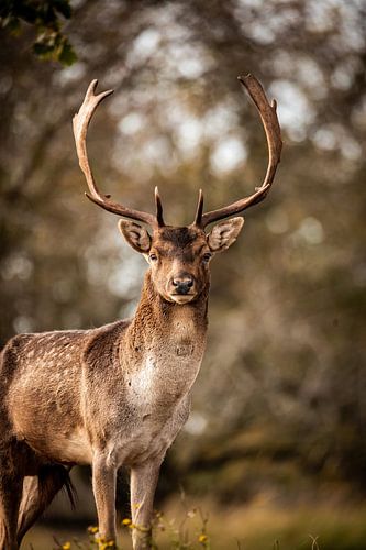 Damhert in de natuur