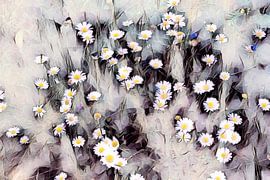Daisy watercolor by Patricia Piotrak