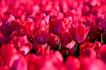 Just pink tulips by Wouter van Woensel
