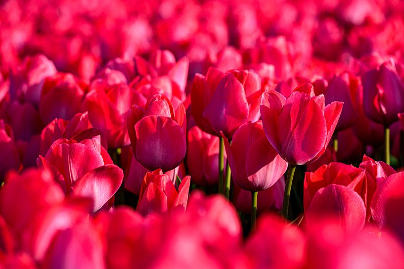 Alleen maar roze tulpen van Wouter van Woensel