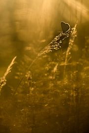 Das Ikarus-Blau von Danny Slijfer Natuurfotografie