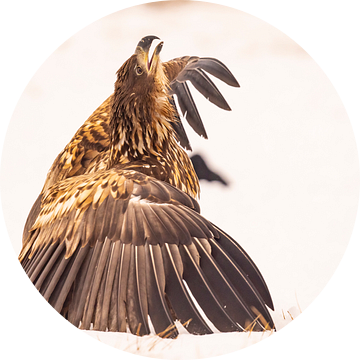 Zeearend (Haliaeetus albicilla), roofvogel. van Gert Hilbink