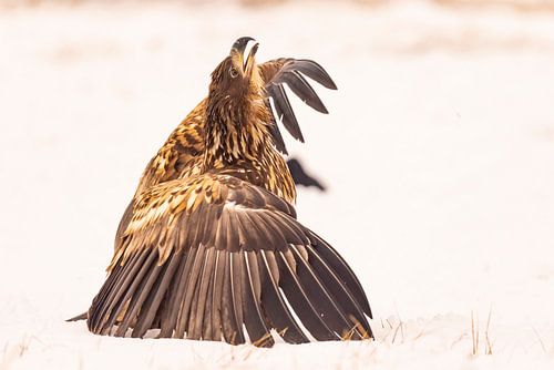 Zeearend (Haliaeetus albicilla), roofvogel.