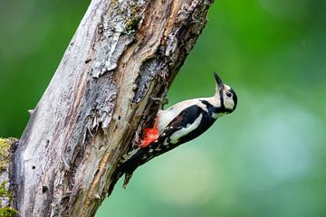 Grote bonte specht (Dendrocopos major) van Dirk Rüter