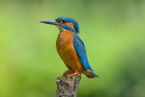Eisvogel mit schaukelndem Schwanz
