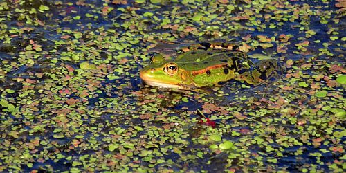 Frog hidden in duckweed