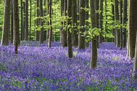 Wildhyazinthen im Haller Wald