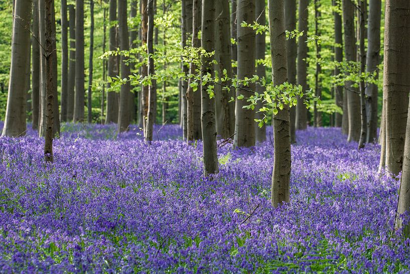 Wildhyazinthen im Haller Wald von Bart van Dinten