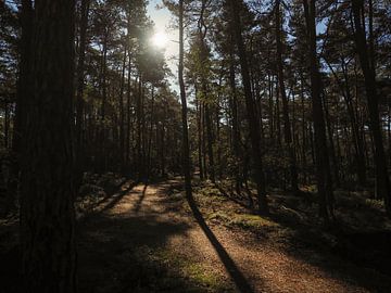 Lichtenspel in het bos