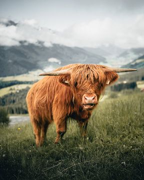 Highland runderen in groene weide in mistige atmosfeer in Mittersill Oostenrijk van Daniel Kogler