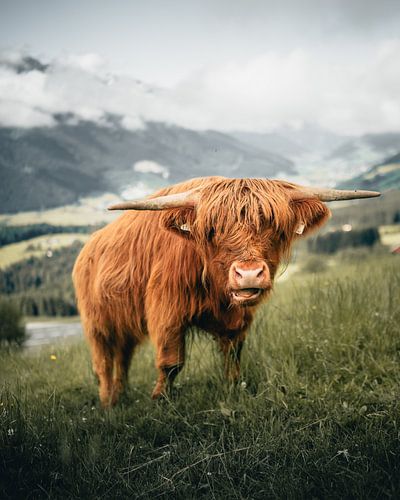 Highland cattle in green meadow in fog atmosphere in Mittersill Austria