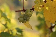 Vigne raisin blanc de la vigne à Saarburg (Allemagne) par Ralph van Leuveren Aperçu
