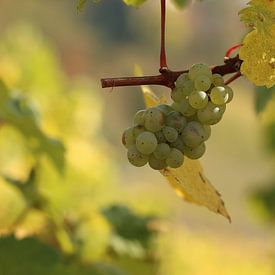 Wijnstok witte druif uit de druivengaard in Saarburg (Duitsland) van Ralph van Leuveren