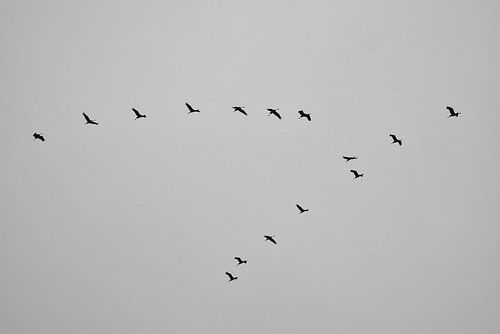 Kraanvogels vliegen in de lucht