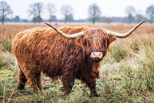 Scottish Highlander in Bog landscape