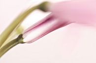 Roze nerine bloem deels in knop van Tot Kijk Fotografie: natuur aan de muur thumbnail