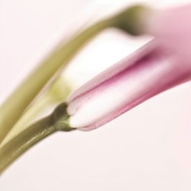 Roze nerine bloem deels in knop van Tot Kijk Fotografie: natuur aan de muur