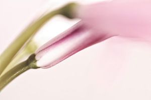 Fleur de nérine rose partiellement en bouton sur Tot Kijk Fotografie: natuur aan de muur